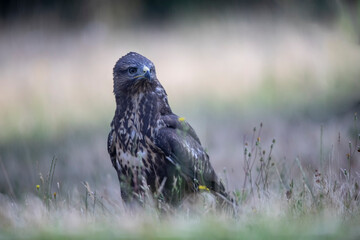 Buse variable Buteo buteo