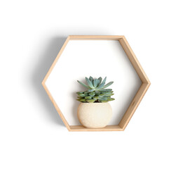 Modern shelf with succulent on white background