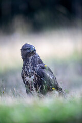 Buse variable Buteo buteo