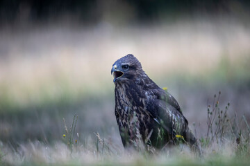 Buse variable Buteo buteo