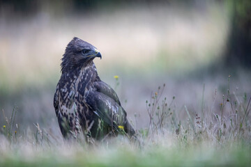 Buse variable Buteo buteo