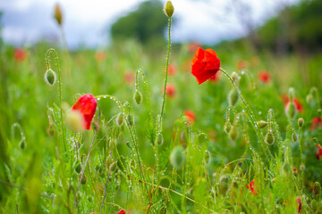 Blooming poppy field. Red poppy flower close up