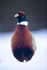 Faisan de Colchide Phasianus colchicus