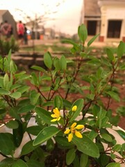 yellow flowers in the garden