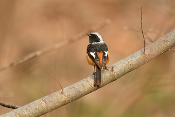 Dusky thrush (Turdus eunomus) looking for food.