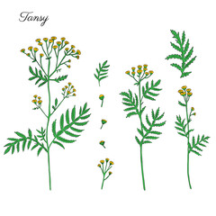 Tansy flower or Tanacetum vulgare vector illustration isolated on white backdrop, colorful ink sketch, decorative herbal doodle for design medicine, wedding invitation, greeting card, natural cosmetic