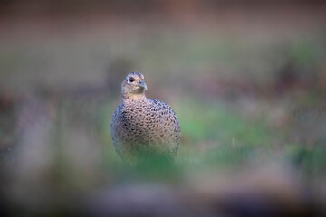 Faisan de Colchide Phasianus colchicus