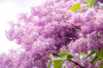 Pink lilac blooms in the Botanical garden