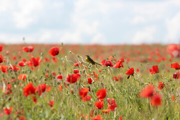 Blooming poppy field. Red poppy flower close up