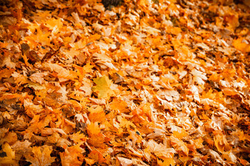Autumn foliage covered the ground, side view
