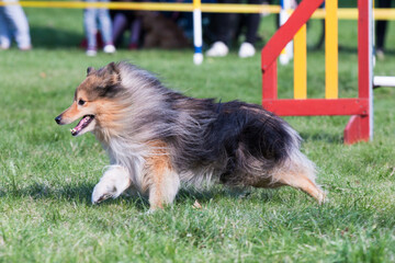 Fast and crazy sable and white shetland sheepdog running agility course on outside competition...
