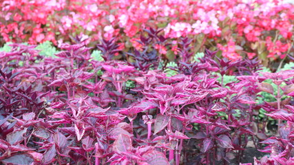 purple perilla and pink begonia in the structure of composite landscape design in a park or garden, floriculture elements and floral decor in an open space