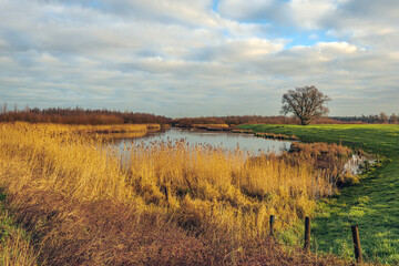 Picturesque landscape with autumn colors in the Dutch National Park De Biesbosch on a cloudy day. The reed beds at the edge of the wide creek are yellowed and the tree contrasts bare against the sky.