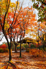 Namsangol park, Korean traditional pavilion with autumn maple forest in Seoul, Korea