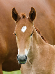 Suffolk Punch Foal