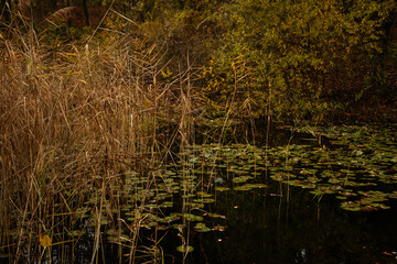Beautiful garden pond with bunch of dry common reeds (Phragmites australis), Selective focused autumn landscape of a lake with colorful water plants, Loucen castle, Czech republic