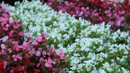 Obraz premium multicolored decorative floral background from flower plantings with even texture stripes in the structure of the park landscape