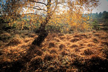 tree and grass in autumn