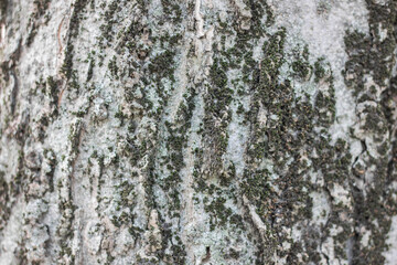 Fototapeta premium Textures. Things we usually don't notice.