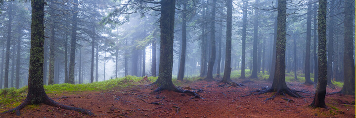 pine tree forest in a blue mist, autumn natural background © Yuriy Kulik