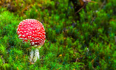 closeup red fly-agaric mushroom in a green moss