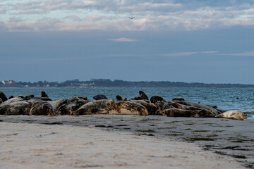 A harbor seal colony resting on a sandbank near the ocean. Picture from Falsterbo in Scania, southern Sweden