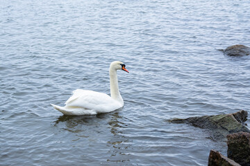 The mute swan (Cygnus olor) in the sea water, Seurasaari, Helsinki, Finland