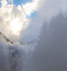 Fototapeta premium pine forest growth on the rocky mount slope in a dense clouds and fog
