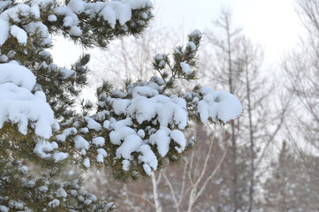snow, winter, tree, branch, fir, pine, christmas, spruce, nature, frost, white, cold, green, ice, evergreen, season, forest, christmas, needle, plant, branches, needles, frozen, blue, snowy , snow on