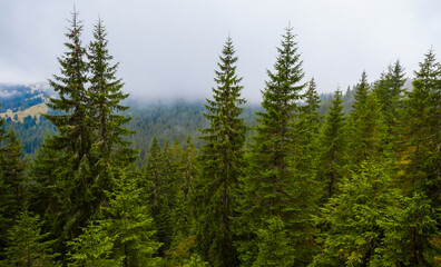 Fototapeta na wymiar green fir forest in the mountain valley fith low dense clouds