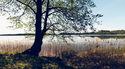 Walk by the lake among the trees on a sunny spring day. The branches of a large tree gracefully...