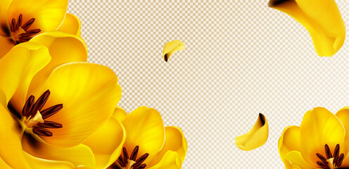 Yellow tulips, flying petals on transparent background with copy space for text. Vector template for spring poster or greeting card with realistic flower bouquet and yellow blossoms