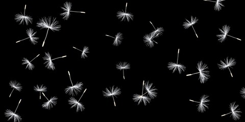 Isolated Dandelions Stock Image In Black Background