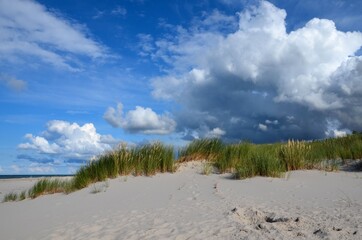 Wydmy nadmorskie latem. Coastal dunes in the summer (Baltic Sea).