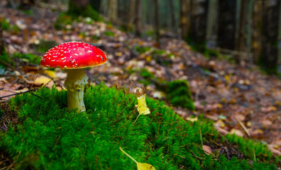 closeup red fly-agaric mushroom in a green moss