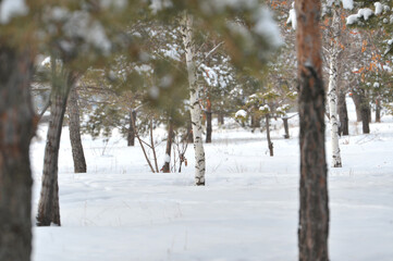snow, winter, tree, branch, fir, pine, christmas, spruce, nature, frost, white, cold, green, ice, evergreen, season, forest, christmas, needle, plant, branches, needles, frozen, blue, snowy , snow on 