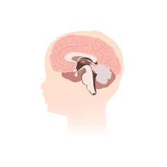 Inner brain. Child, infant head silhouette. Vector medical illustration.