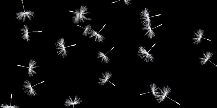 Isolated Dandelions Stock Image In Black Background