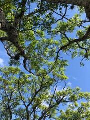 tree and sky