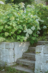 Beautiful hydrangea Bush