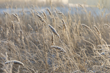 Fototapeta premium White sparkling frost of ice adorns the branches of dry grass in winter during sunrise in Siberia, Russia