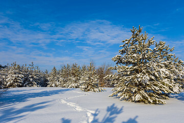 winter snowbound pine forest covered by a snow