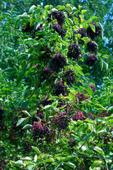 Bez czarny, dziki bez czarny (Sambucus  L.) to jeden z cenniejszych darów natury bogatych w witaminy 