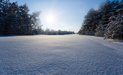 snowbound winter forest glade in a light of sun