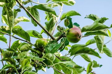 Green unripe apple fruits on branches, Novi Sad, Serbia 