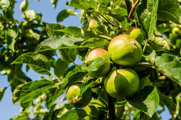 Green unripe apple fruits on branches, Novi Sad, Serbia 