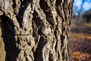 closeup tree barrel in a forest, autumn uotdoor background