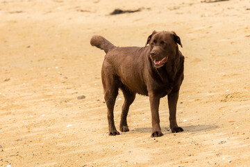 A chocolate labrador standing on the beach