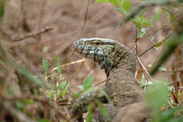 Monitor Lizard and his ability of masking in grass, Varanus niloticus in Queen Elisabeth National Park. Uganda