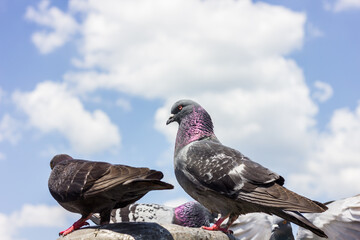 Live nature. Birds in the city.